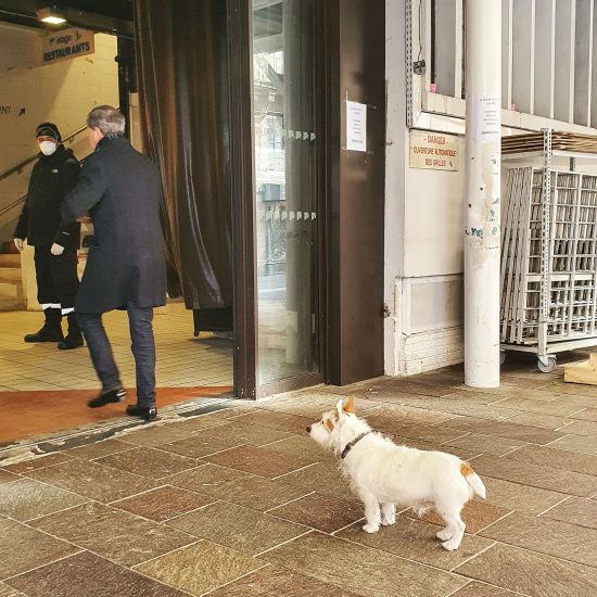Dog social distancing at the Victor Hugo Market in Toulouse, France