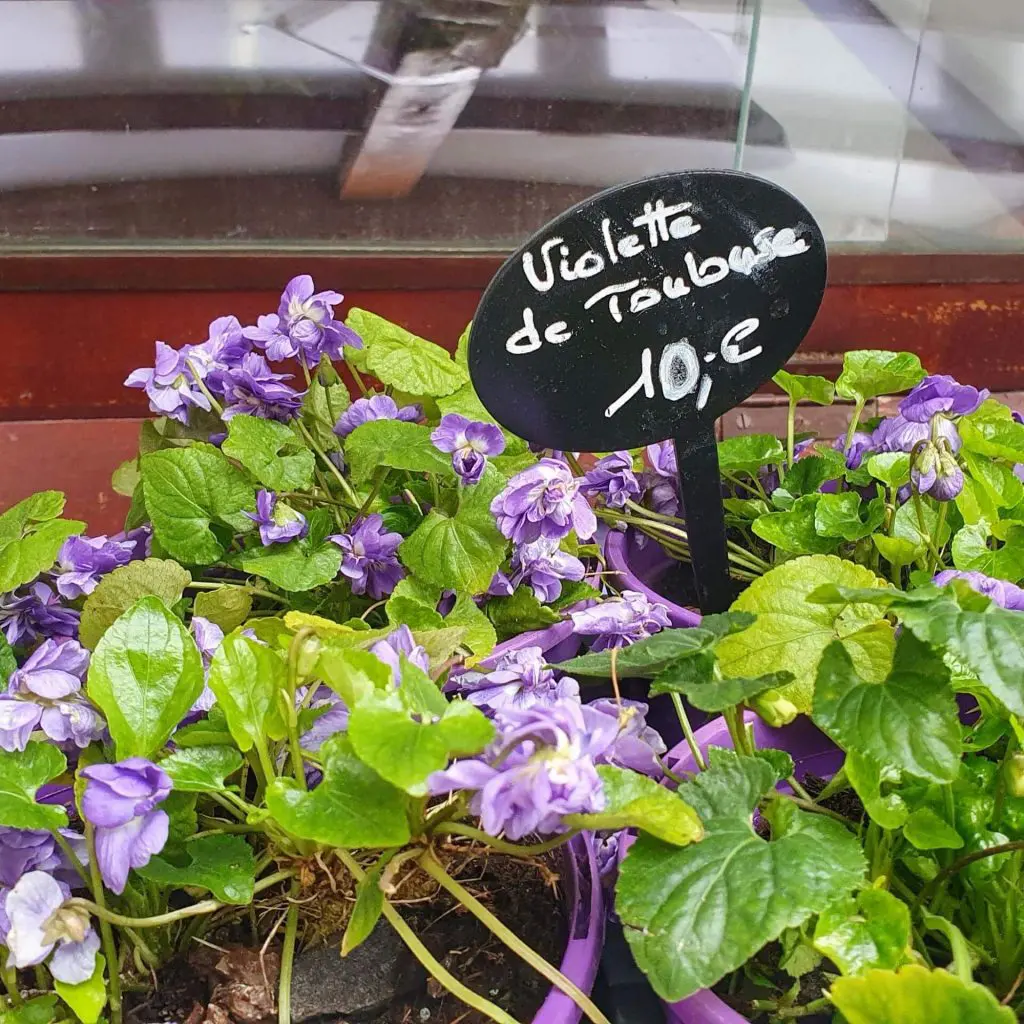 Violettes de Toulouse edible flower