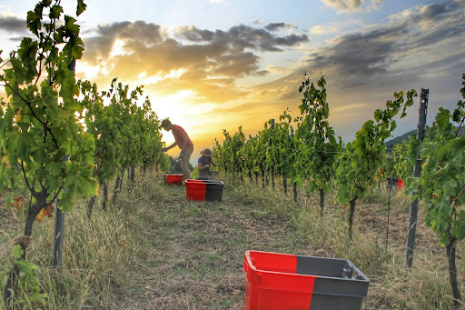Harvesting grapes in France at sunset