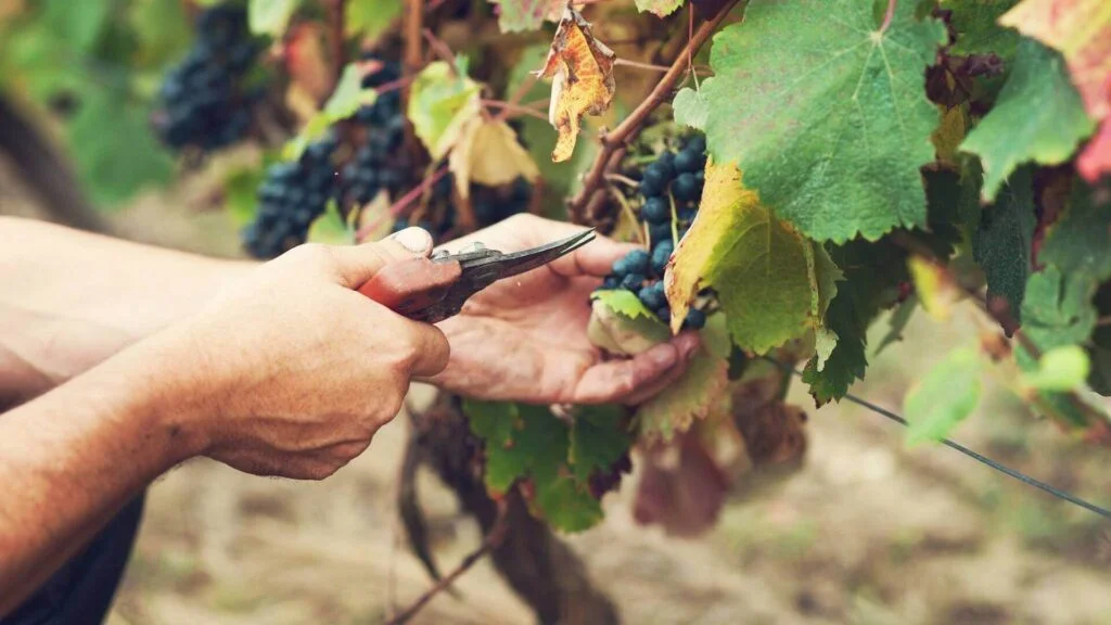 Château Boujac grapes cutting